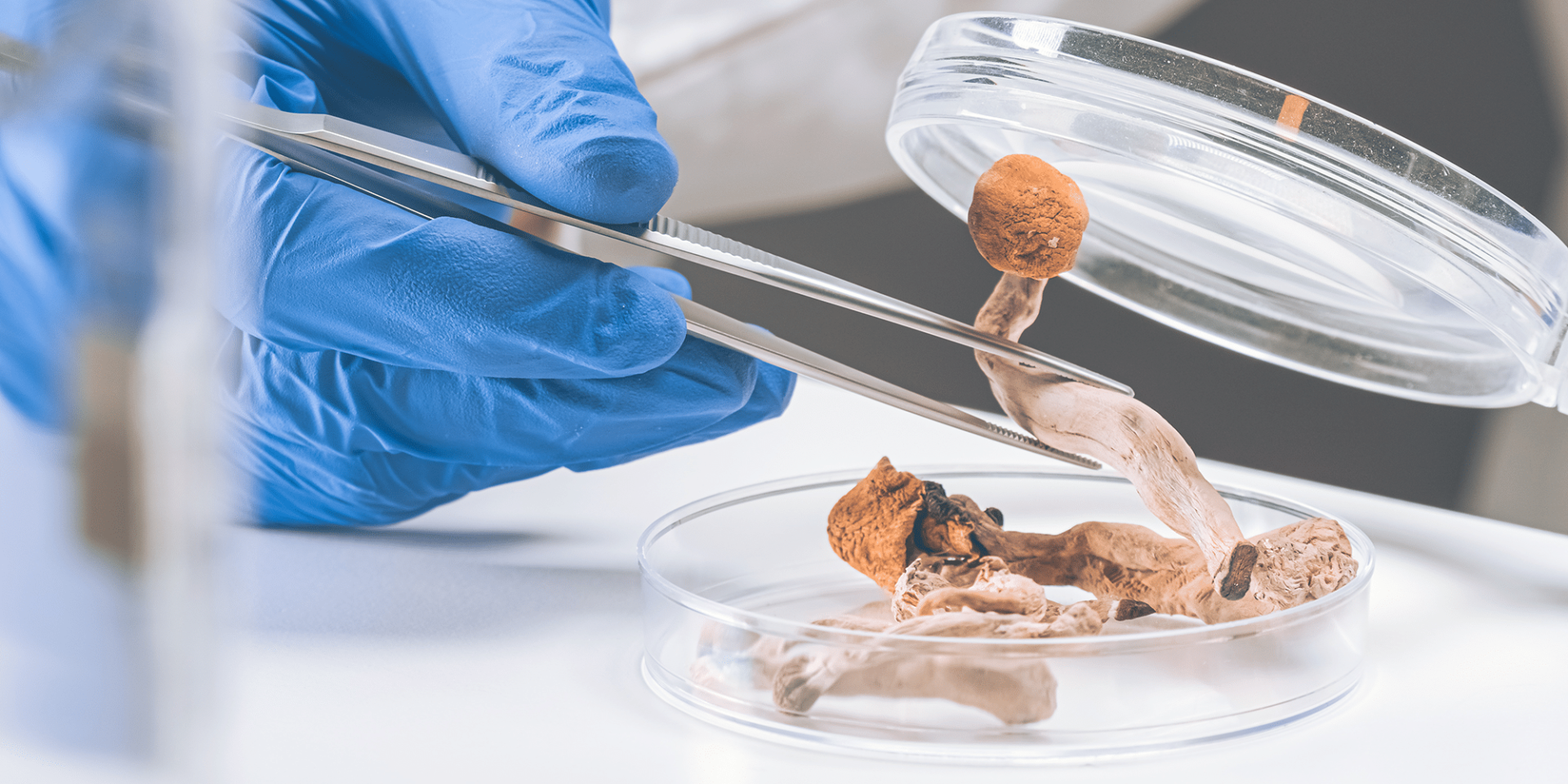 psychadelic research