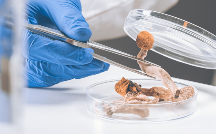 psychadelic research